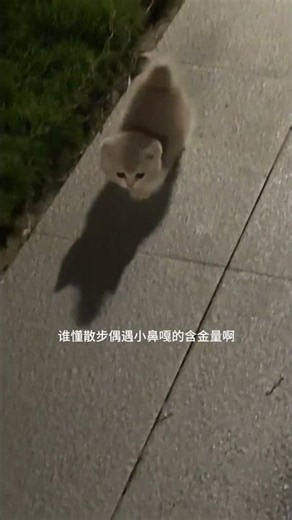 Why is it walking with its feet turned out the same way? It's so cute! #cat #pets