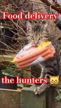 Сейчас мы всё поищем😹#Что вкусненько лежит 😻# #видосыоткота #funny #веселыекоты #cat #shortsvideo