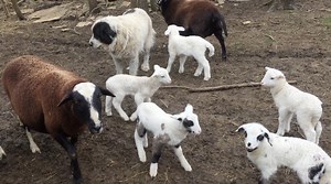 We've got some baby lambs on the way! Let's look back at some lambs we had a few years ago! | Tim Farmer's Country Kitchen