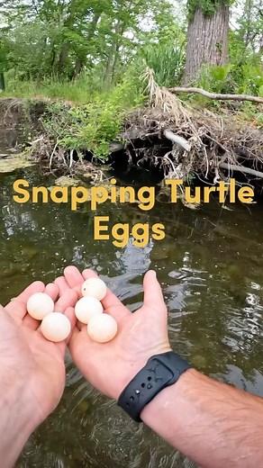 2.4M views · 147K reactions | Let’s see how many hatch! Follow for...