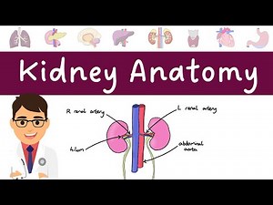 KIDNEY ANATOMY (made easy!)