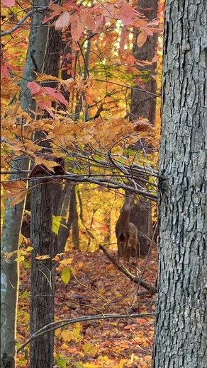 Is there anything better than a morning in the woods in November? ! #wildlife #deerhunting #bigbuck
