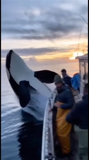 213K views · 5.8K reactions | They thought it was just another peaceful morning at sea... Until the ocean fought back.  Watch this shocking real footage — a group of fishermen face a terrifying encounter with a massive orca that came out of nowhere.  This isn’t a movie. This is real life. #OrcaAttack #OceanMystery #FishermenStory #RealFootage #ViralReel #fblifestyle | Zack Orca Films | Facebook