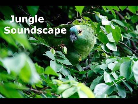 Heart of the Jungle | Rainforest Soundscape
