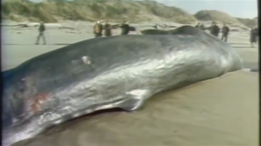 Unglaublich, wie 1 toter Wal mit 500 kg Sprengstoff explodierte