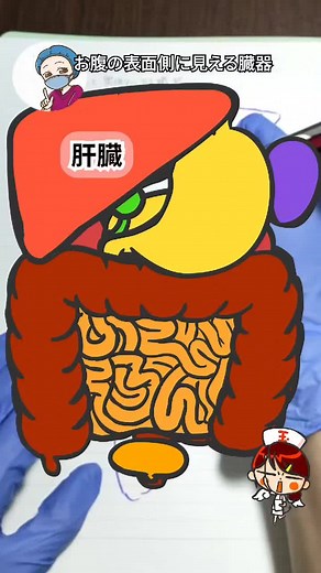 WEB玉塾の玉先生にイラスト描いてもらいました！オペ看向け解剖 #看護師国家試験 #看護師 #手術室看護師 #手術 #オペ看