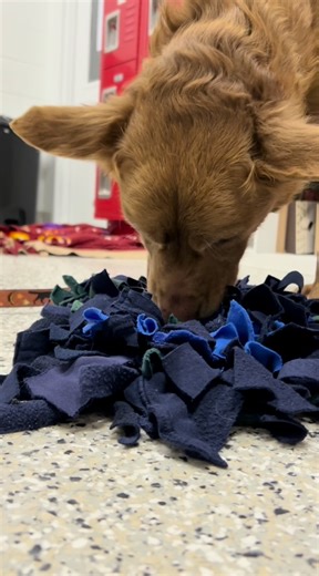 🐾 A PAWsitively wonderful collaboration! Hannah, the Zoo’s sustainability coordinator, has spearheaded a new conservation project that is also benefitting animals waiting to be adopted at KC Pet Project. More than 230 Zoo volunteers have crafted upcycled “snuffle” items from uniforms that feature the Zoo’s former logo and are no longer used. Of the snuffle projects, recently 55 snufflemats were made and 30 of those were donated to KC Pet Project’s feline team and future dog fosters. KC Pet Proj