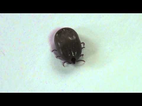 Tick Blood sucking