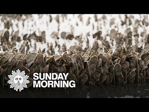 Oysters: The pearls of Cape Cod