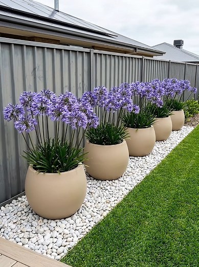 Messy Garden to Beautiful Purple Flower Row