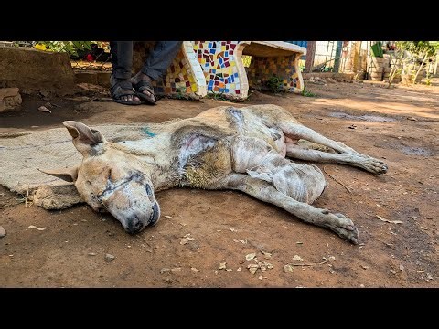 Dog in Pain with Wire Stuck in His Jaws Gets Rescued | Emotional Animal Rescue Story
