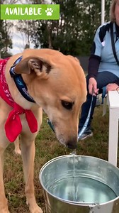 2.2K reactions · 236 shares | Ready to meet your paw-fect pet? Could it be Fawn girl, Pikelet in the video? Our dedicated team of experts are standing by to help you find the perfect dog. Apply to adopt today. | Greyhounds As Pets | Facebook