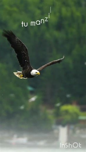 🎵 Likhe Jo Khat Tujhe 💌 Evergreen Romantic Song | Golden Era Of Bollywood 🌹 #LoveSong #Shorts