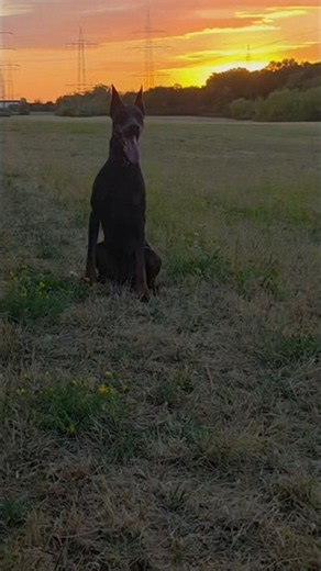 🐶🌞Dieser Dobermann im Sonnenaufgang… einfach wunderschön ❤️