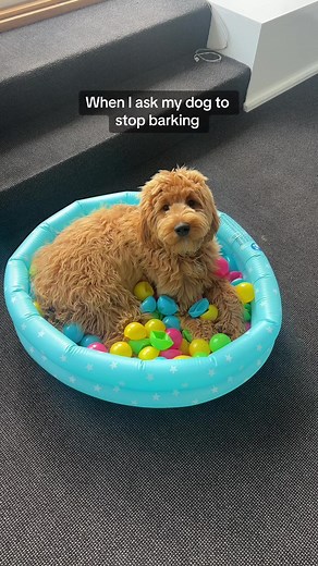 When I ask my dog to stop barking