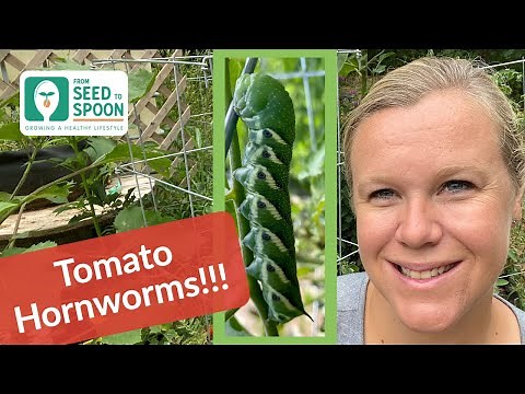 Tomato Hornworms: How to Manage These Menacing Pests on Your Tomato Plants!