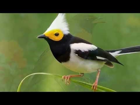 The World’s Most Beautiful Birds