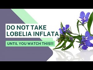 Benefits of Lobelia Inflata