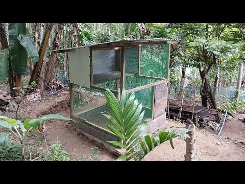I Made a Backyard Chicken Coop for Under $100! (Full DIY Build)