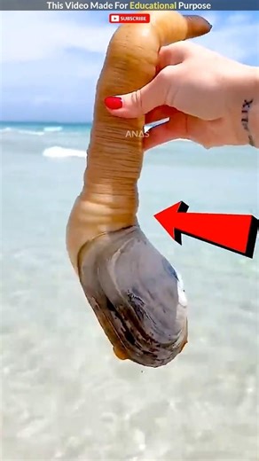 Geoduck Is very Expensive😱🤯#anasfactism#telugushorts#shortvideo#viralvideos#geoduck#sea#rare#facts