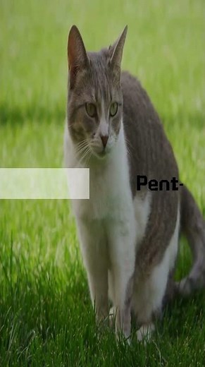 Why Do Cats Attack You Randomly!