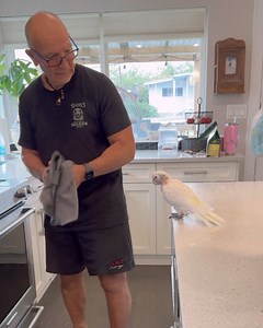 24K views · 1K reactions | Dancing cockatoo needs a dance partner. #cuteanimals #bird #pets #birds #birdlife | Lucky Lou and Coco Too | Facebook