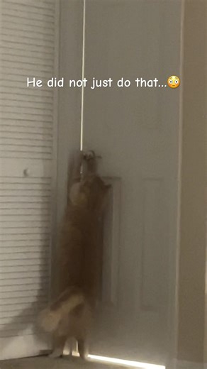 Hoping it’s a one time thing 😅 #cat #cats #catshorts #catsofyoutube #catlover