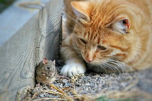 Cat catches mouse — but instead of killing it, he invites the little guy over for dinner (video)