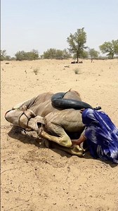لحظة مؤثرة تكشف قوة الوفاء بين الإنسان والجمل في قلب الصحراء