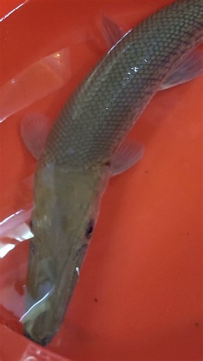 2 Feet Monster Fish Added to My Tank! This Giant Alligator Gar is Insane!