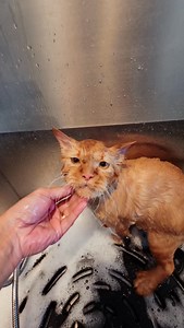 Zeus the Roaring Gingerino Kitty Cat 😻 Zeus, a male Maine coon mix ginger was in for a hair cut. He has dense coat and fur is starting to have mats. This boy was so well behaved and so adorable. https://baileybrush.com/thecalmcatwhisperer Full video https://youtu.be/EKwDYOX1cQk | The Calm Cat Whisperer