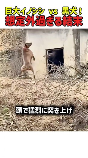 【衝撃】村を襲う巨大イノシシ vs 勇敢な黒犬！予想外の結末に世界が驚愕 #イノシシ #勇敢な犬 #あほ犬 #犬 #いぬ #犬動画 #犬が好き #撃退 #衝撃映像 #shorts