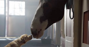 Budweiser’s Best Clydesdales Horses Super Bowl Commercials of All Time – WATCH NOW!