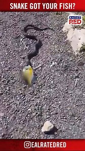 258K views · 2.1K reactions | Kid cries when his fish gets snatched up by a snake | Rated Red | Facebook