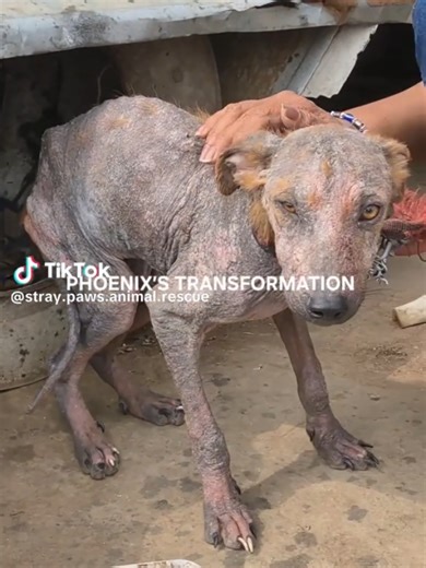 Phoenix's Transformation: Rescue and Recovery Journey
