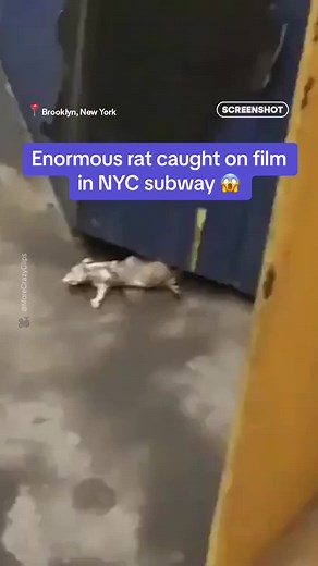 Giant Rat Sighting in NYC Subway