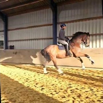 Training compilation January 2026. #equestrian