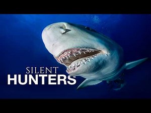 The Shark That Stalks You Without You Knowing