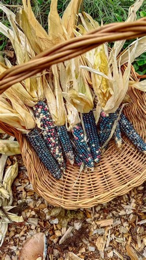 3.5K views · 52 reactions | Harvested this rainbow corn in the garden last year but it deserves a repeat  #gardening #gardenharvest #harvestingvegetables #gardeninspiration #gardenlove #gardenproduce #growyourownfood #growfood #growingfood | The Cottage Peach | Facebook