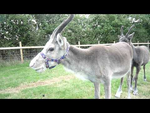 Baby Reindeer "honking"