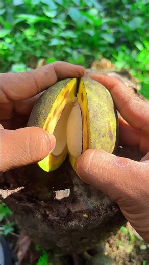 Asam kampung atau di sebut asam udas