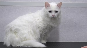 Rare Albino cat gets a little spicy with me | Girl With The Dogs