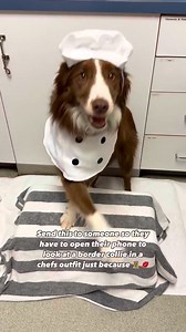 He’s somehow always on beat too 🥰🫶🏼 . . Leo wore this cute bakers outfit for his 11th birthday! Do you dress your dogs in cute outfits just because? I only dress him up for special occasions because c’mon ..it’s just too cute 🤭😍 . . #dogsofinstagram #cutedogs #doglovers #dogoutfits #bordercollielovers #dogoftheday | Leo