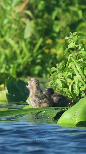 36K views · 1.1K reactions | Bird mommy feeding it's chicks over a pond #bird #chicks #blactern #nature #wildlife #pond #tern Video ID: HA80258 #birdfeeding #cute #beautiful #mom #mommy #hungry #hungrychicks #birds #feed | HAWI Studios | Facebook