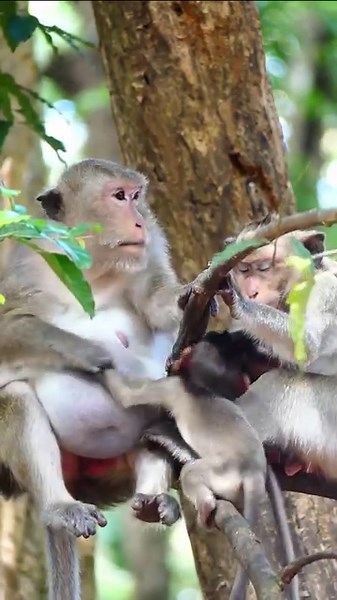 225K views · 5K reactions | Mom Daisy Non Stop Biting Baby Monkey Draya To Stop Her From Requesting Milk #DrayaMonkey #DaisyMonkey #AmberTroop #babymonkey | Monkey Jungle Footage | Facebook