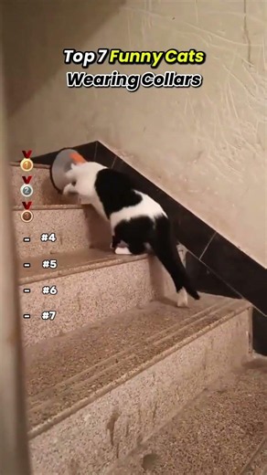 Funny Cats 🐈