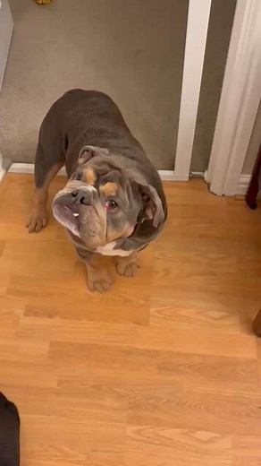 #Lewie - Applications Open - Yorkshire & Humberside 🔔 NOISE ALERT 🔔 🤣 Lewie has gone mad for the noisy ball! Anyone else’s pup have one of these?! Lewie is an extremely playful boy that deserves all the love! 🧡 His applications are still open for now .. don’t miss out on a chance to apply for this beautiful boy 🙌🏼 | Geordie Bullies Springboard Rescue UK