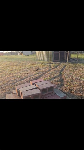 Bucking Goat Farm on Reels