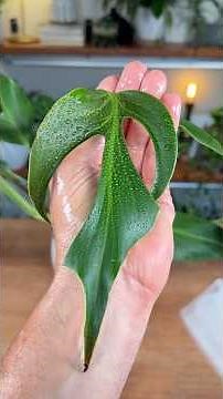 I Didn’t Expect to Have to Do This to My Monstera