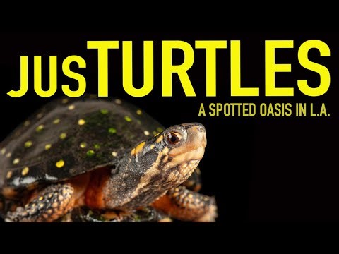 A Spotted Turtle Oasis in Los Angeles